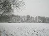 Woodland snow 23.01.13 019.jpg