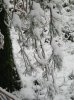 Woodland snow 23.01.13 020.jpg