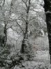 Woodland snow 23.01.13 021.jpg