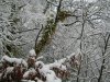 Woodland snow 23.01.13 022.jpg