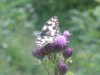 Marbled white  3.jpg