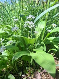 Wild Garlic_132251.jpg