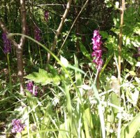 orchids.jpg