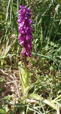 orchid2.jpg