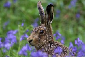 Hare - IMG_1763.jpg
