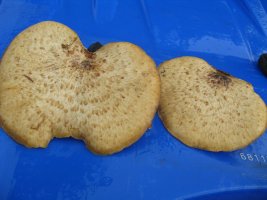 dryads saddle.JPG