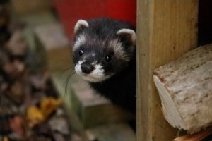 Polecat - IMG_1524 - 2.jpg