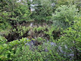 Pond1.jpg Pond1.jpg