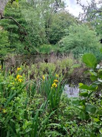 Pond2.jpg Pond2.jpg