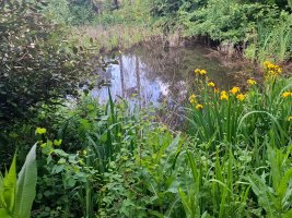 Pond3.jpg Pond3.jpg