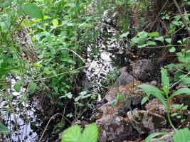 Pond4.jpg Pond4.jpg