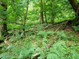 Wood June 25 - 1 - TG578668.jpg