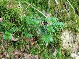 Woodland June 25 - 2 - TG578671.jpg