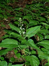 Woodland June 25 - 3 - TG578675.jpg