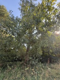IMG_6333.jpeg