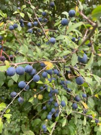 IMG_8586.jpeg