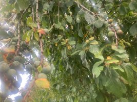 IMG_8272.jpeg