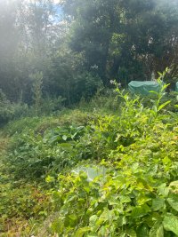 IMG_3810.jpeg