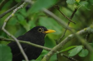 Blackbird IMGP5441.JPG
