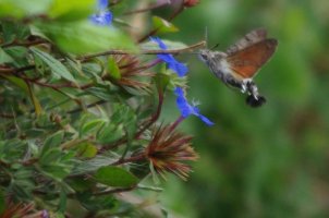 Hummingbird Hawk-Moth IMGP5669.JPG