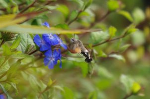 Hummingbird Hawk-Moth IMGP5655.JPG