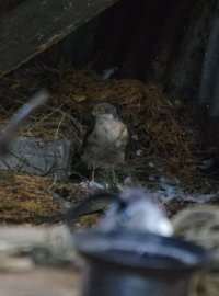 Sparrowhawk IMGP5843.JPG