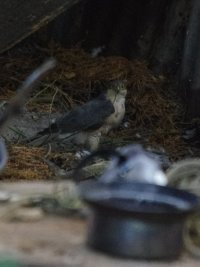 Sparrowhawk IMGP5834.JPG