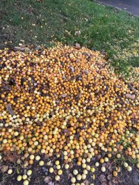 IMG_3523.jpeg