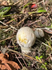 Yellow Stainer 1.jpg