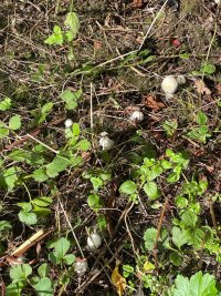 Yellow Stainer 2.jpg