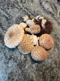 2025-10-01 17.16.11.jpg