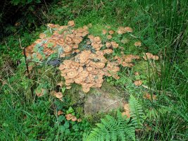 honey fungus - TG528989.jpg