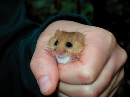 Dormouse - TG519021.jpg