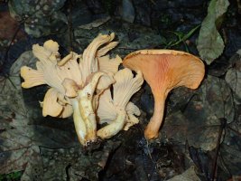 Chantarelle - TG528990.jpg