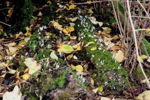 candlesnuff - IMG_4585.jpg