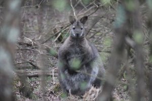 I O M April 2017 283.JPG