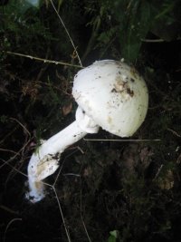 desroying ange 1l.JPG