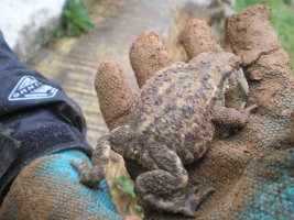 cornwall one 029.jpg