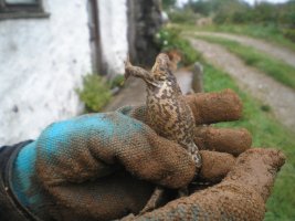 cornwall one 030.jpg