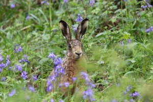 Hare - IMG_1768.jpg