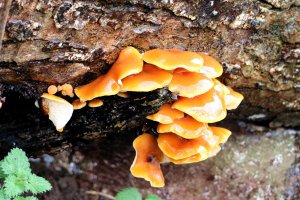 Velvet Shank - 2056 - 25 - 052A0285.jpg