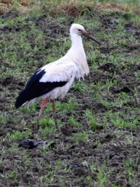 Stork - 052A0279.jpg