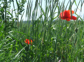 1770062626192.png