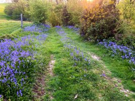Bluebells - iPhone 12.jpg