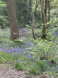 IMG_2082.jpeg