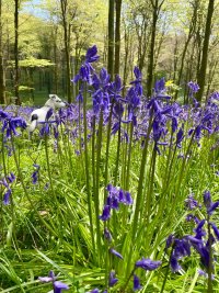 IMG_2128.jpeg