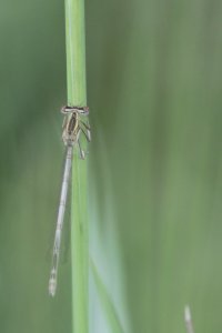 IMG_5138_gimp_cropped_rescaled_small.jpg