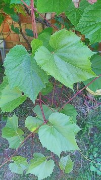 IMG_20260528_093112_HDR.jpg
