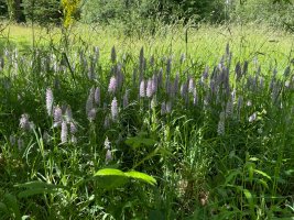 IMG_0782.jpeg