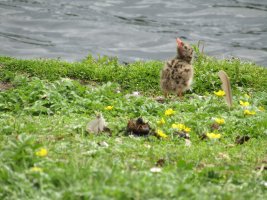 IMG_0661.JPG
